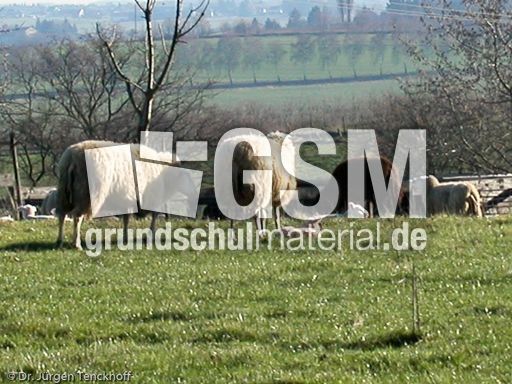 Schaf (3 von 61).jpg